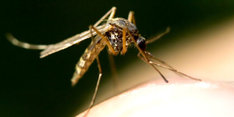 Zika Virus Shows It’s Time to Bring Back DDT