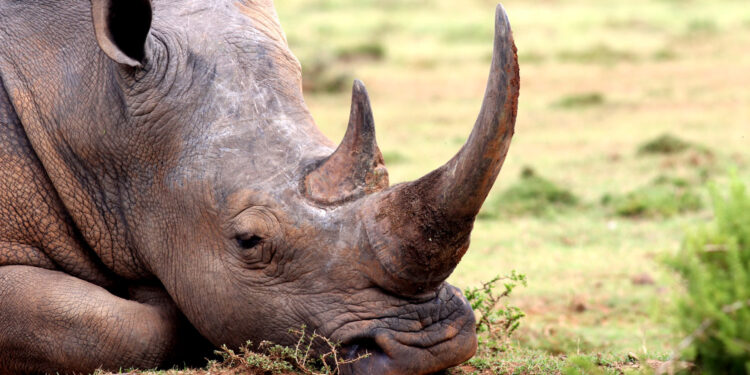 Will a Free Market in Horns Save the Rhino?