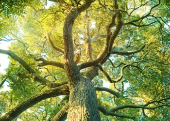 Review of Superabundance by Marian L. Tupy and Gale L. Pooley