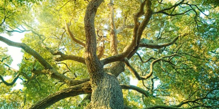 Review of Superabundance by Marian L. Tupy and Gale L. Pooley