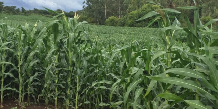 How Two Corn Cobs Upended A Foreign Aid Model in Zimbabwe