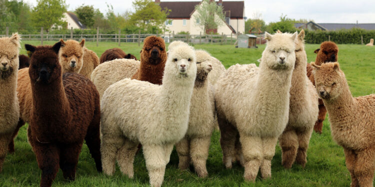 How a Massachusetts Town Seized a Farmer’s $370k Property to Cover a $60k Tax Debt—and Kept the Change