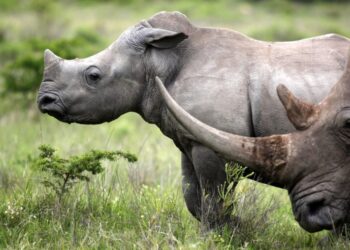 Markets Aid Rhino Survival