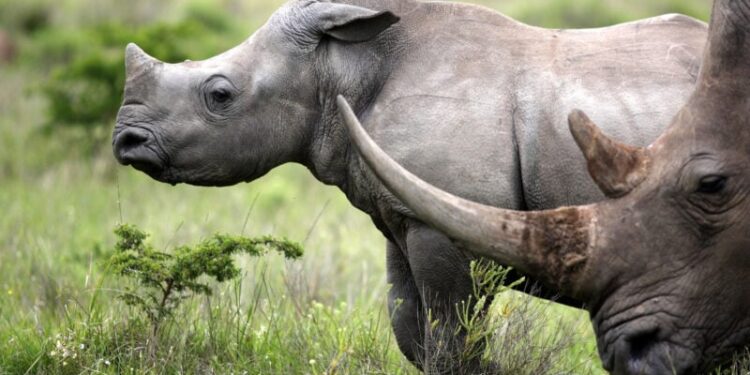 Markets Aid Rhino Survival