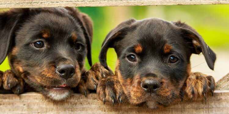 Seeing Dog Days Ahead for Science