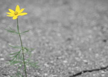 A Losing Fight With Loneliness