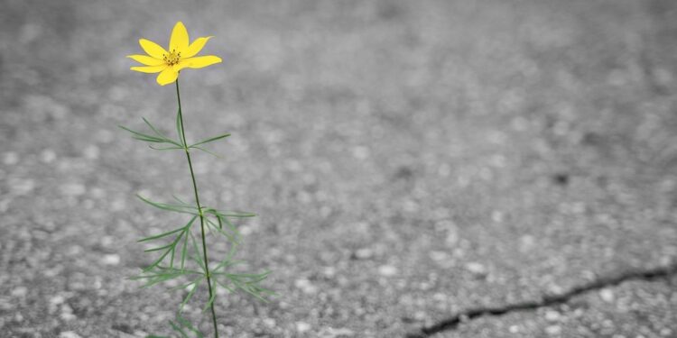 A Losing Fight With Loneliness
