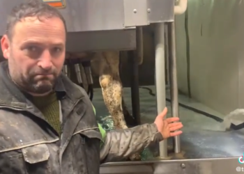 Canadian Farmer Forced to Dump 30,000 Liters of Milk—as Dairy Prices Surge