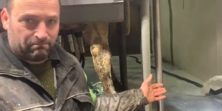 Canadian Farmer Forced to Dump 30,000 Liters of Milk—as Dairy Prices Surge