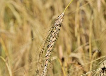 Did You Know That U.S. Crops Are Being Absolutely Devastated By Nightmarish Disasters From Coast To Coast?