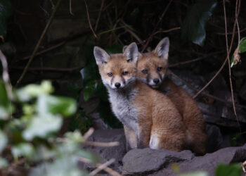 How the UK’s 2004 Ban on Fox Hunting Led to a ‘Catastrophic Decline’ in the Fox Population