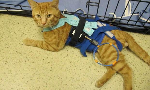 Why Are US Tax Dollars Still Flowing to Animal Testing Labs in China?