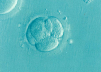 Scientists Have Created A Human “Entity” That Has No Mother Or Father