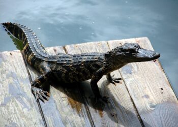 Pet Alligator Bans are Unnecessary and Reckless