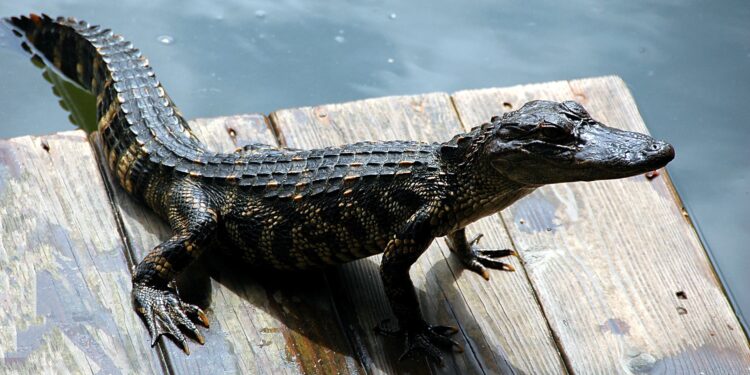 Pet Alligator Bans are Unnecessary and Reckless