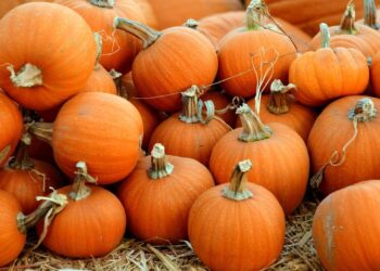 Smashing News About Pumpkins and What You Should Be Eating
