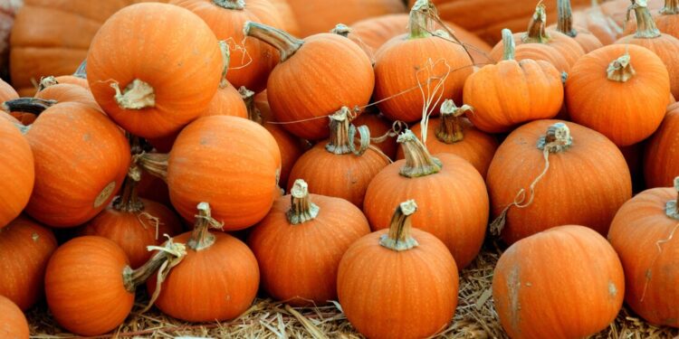 Smashing News About Pumpkins and What You Should Be Eating