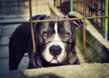 Why Matt Walsh Is Wrong to Call for a Pit Bull Ban