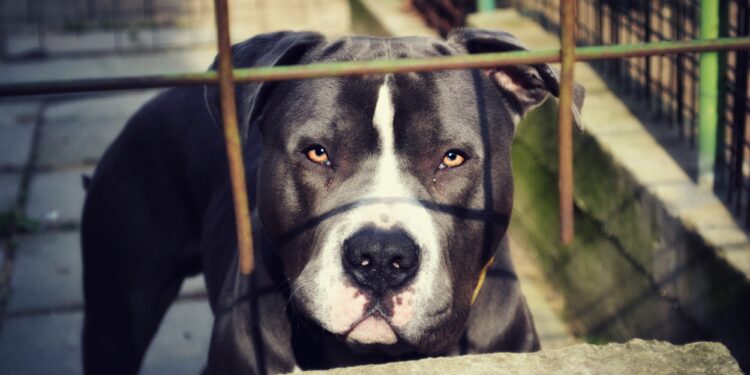 Why Matt Walsh Is Wrong to Call for a Pit Bull Ban