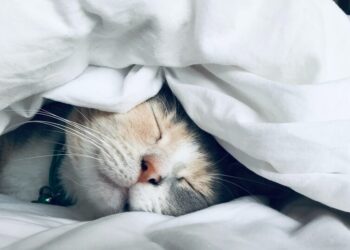 Why Managing Your Z’s Is Never a Breeze