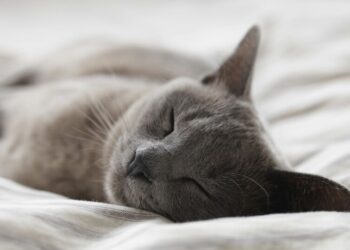 We’re Beyond Tired; We’re Sleep Deprived