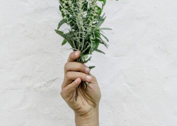 Synthetic Drugs vs. Nature’s Way