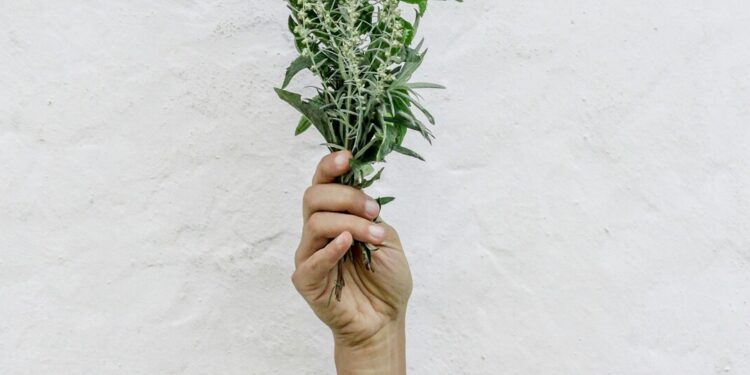 Synthetic Drugs vs. Nature’s Way