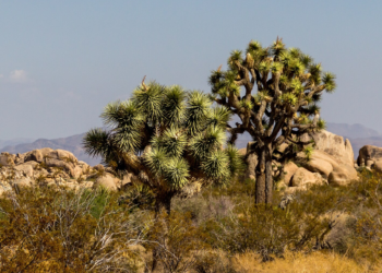 Thousands of Joshua Trees set to fall victim to Green-Energy transition