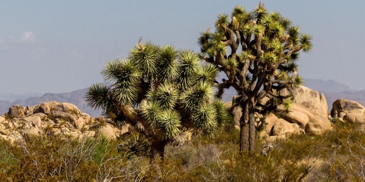 Thousands of Joshua Trees set to fall victim to Green-Energy transition