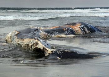 Offshore wind whale deaths indicated by statistical analysis