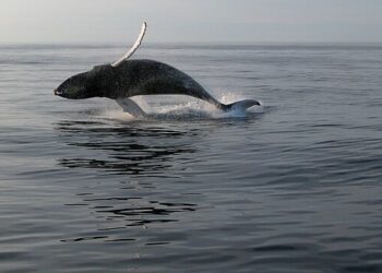 Feds say “damn the whales” in the Gulf of Maine