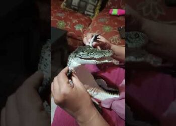 Alligator Think He’s a Baby