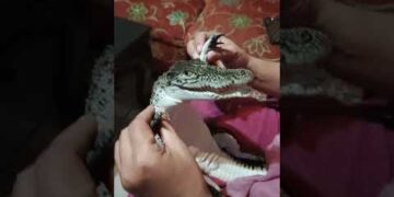 Alligator Think He’s a Baby