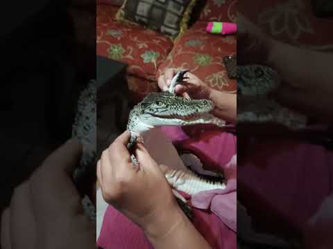 Alligator Think He’s a Baby