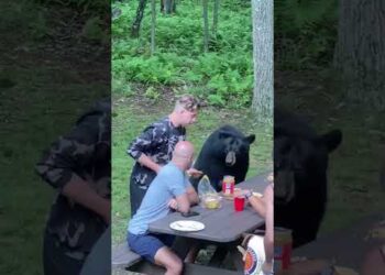 Bear Joins Family Picnic