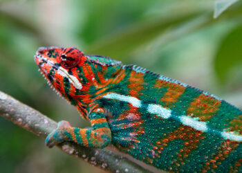 Harris-Walz try to sport a lighter shade of radical Green