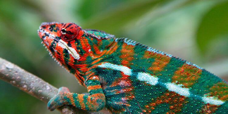 Harris-Walz try to sport a lighter shade of radical Green