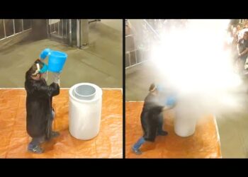 Science Experiment Goes Seriously Wrong