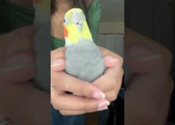 Best Rapper of All Time