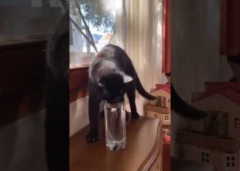 Cat that Worships Water