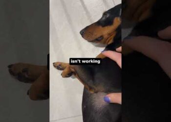 Putting Your Dog in Manual Mode