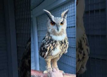 Tickling an Owl’s Feet