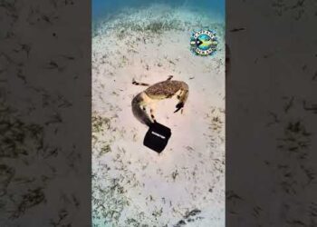 Crab Steals Diver’s Camera