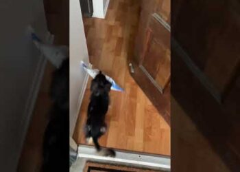 He Waited All Day for This