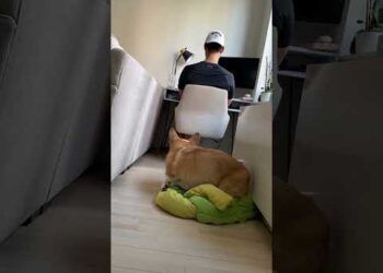 Dog Tries to Get Him Fired