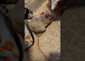 The Most Polite Rat