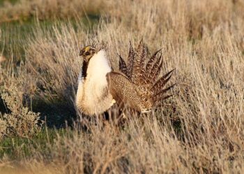 Solar plan clashes with endangered sage grouse habitat