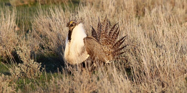 Solar plan clashes with endangered sage grouse habitat