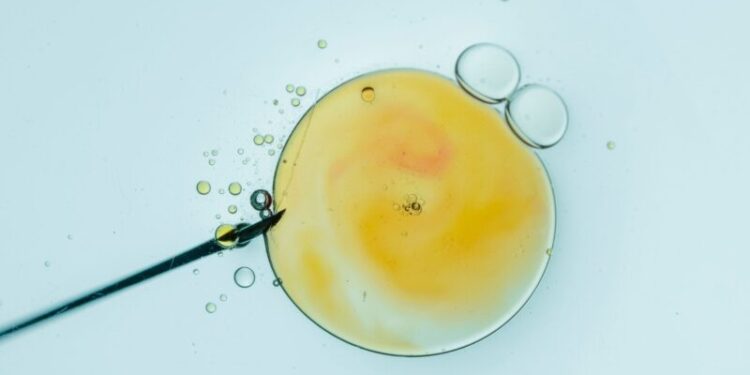 Trump’s Subsidized IVF Spells Disaster 