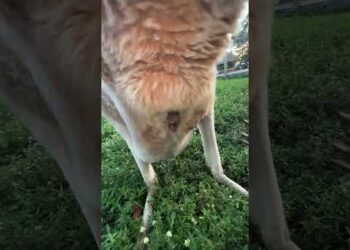 Inside a Kangaroo Pouch